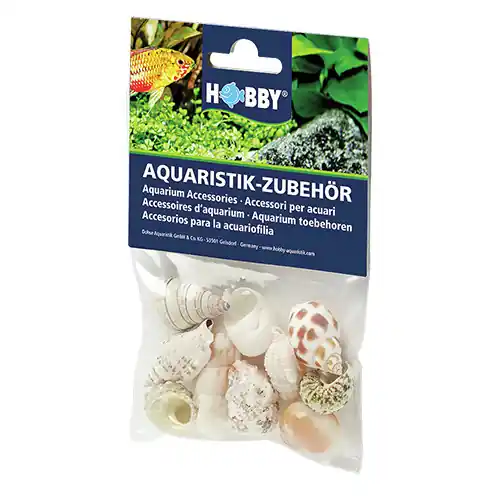 HOBBY Natur Sea Shells Set M (10 Stück) Preis Gesenkt